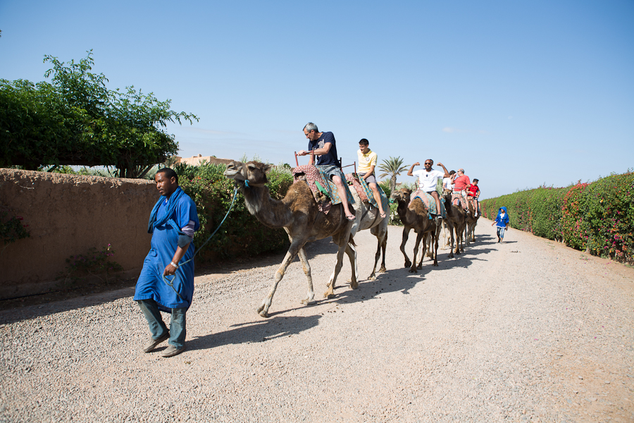 Mariage Maroc, balade à dos de chameau, mariage Charlène & Johann Ramaré
